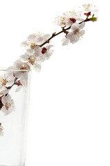 Blooming tree branch on a white background, branch with white flowers on a white background