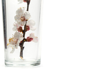 Blooming tree branch on a white background, branch with white flowers on a white background