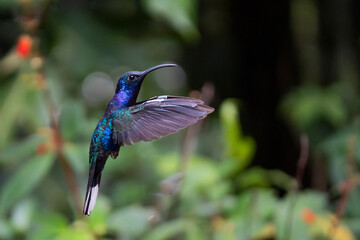Colibrì blu in volo