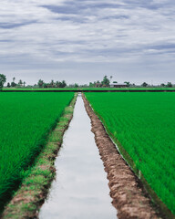 Fototapeta na wymiar Beautiful view of paddy fields with drain water in the middle