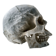 tête de mort, crâne humain sur fond transparent, PNG