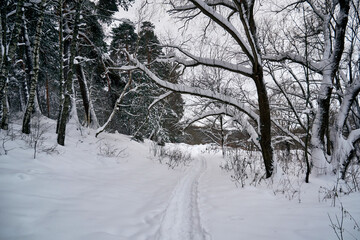 Winter forest landscape with a path in the snow
