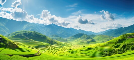 Pnoramic view of green rice fields.