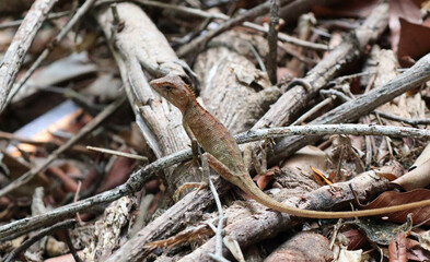 Oriental garden lizard (Calotes versicolor)