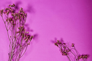 Yellow baby's breath, gypsophila dry flowers on pink background. flat lay, top view, copy space