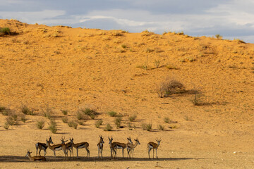 Fototapeta na wymiar Hot and dry sand dunes near Twee Rivieren in the Kgalagadi Transfrontier Park in the Kalahari