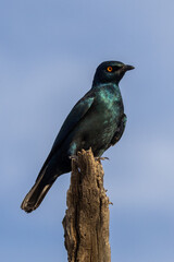 Fototapeta premium Cape Starling (Kleinglansspreeu) (Lamprotornis nitens) near Twee Rivieren in the Kgalagadi Transfrontier Park in the Kalahari
