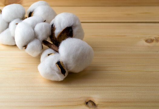 Cotton branch on a wooden table close-up.