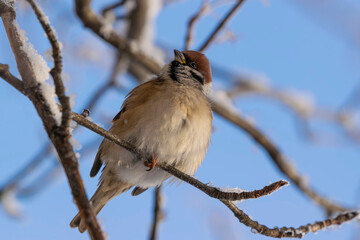 A sparrow on a tree branch in frost