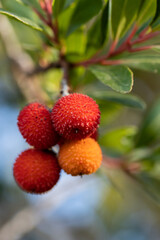 Strawberry tree ( Arbutus unedo) fruit on the tree