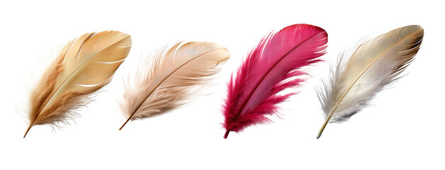 Set of Delicate Downy Feather Isolated on Transparent Background