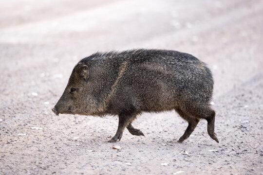 Javelina (collared peccary) walking on farm road.