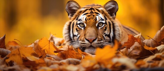 Bengal Tigress enjoying autumn foliage. - obrazy, fototapety, plakaty