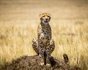 Cheetah
