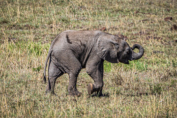 Fototapeta premium Elephant