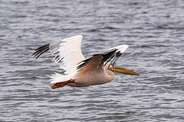 pelican on the water