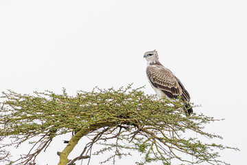 bird of prey