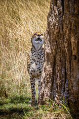 cheetah