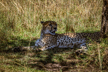 cheetah