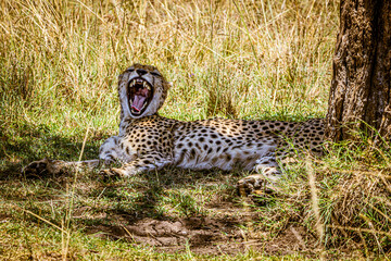 cheetah