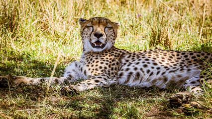 cheetah