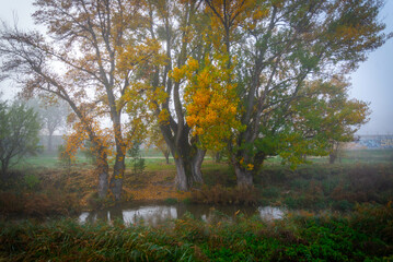 Hojas de otoño caídas en el suelo con colores tierra