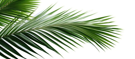 Leaves of the palm tree.