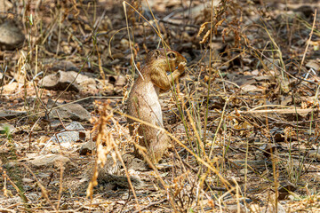 wildlife in the savannah