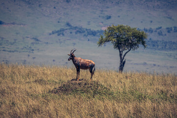 antelope in the savannah