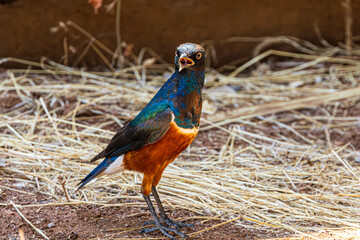 wildlife in the savannah