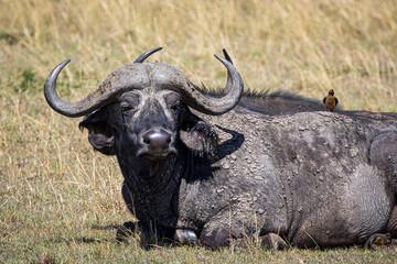 Obraz premium buffalo