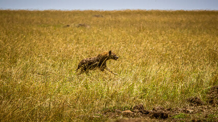wildlife in the savannah