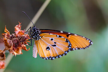 butterfly on a flower