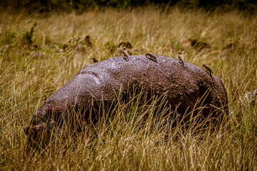 hippopotamus in the grass