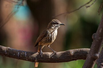 wildlife in the savannah