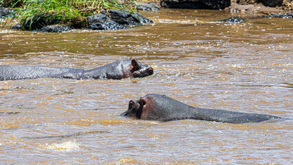 hippopotamus in water