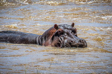 hippopotamus in water