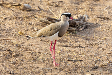 wildlife in the savannah