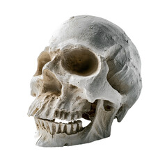 tête de mort, crâne humain sur fond transparent, PNG