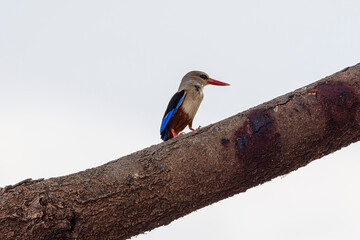 wildlife in the savannah