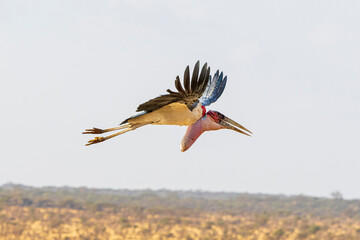 wildlife in the savannah