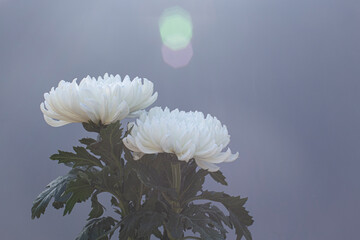 white chrysanthemum on gray background