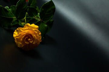 Yellow rose with dew drops on a black background