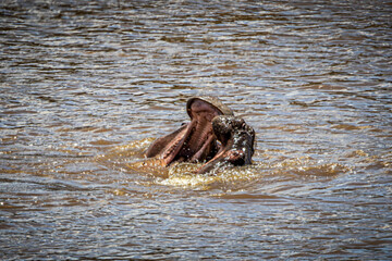 hippos