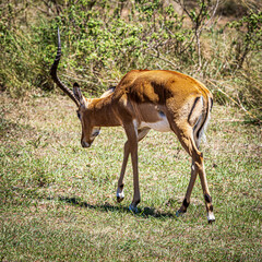 wildlife in the savannah