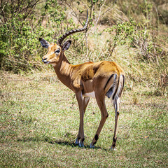 wildlife in the savannah