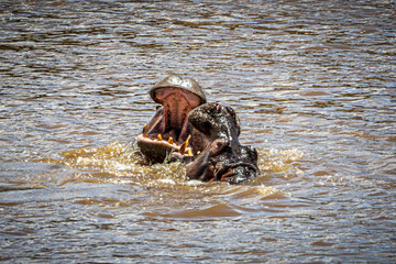 hippos