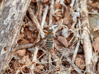 Pollinating bee fly camouflaged on a field of dry plants and stones. Bombyliidae family. Genus Heteralonia
