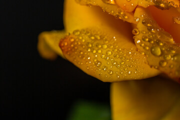 Yellow rose with dew drops on a black background