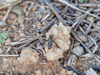 Pollinating bee fly camouflaged on a field of dry plants and stones. Bombyliidae family. Genus Heteralonia